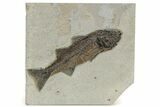 Beautiful Fish Fossil (Mioplosus) - Wyoming #269744-1